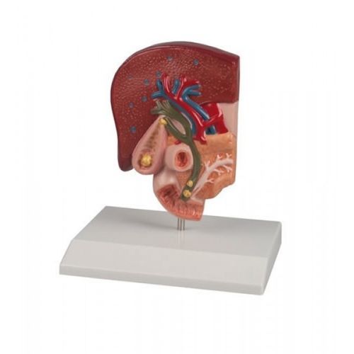 Modelo anatómico biliar - ZKJ-786-G - Educational + Scientific Products Ltd - de intestino delgado / de vesícula biliar / de formación