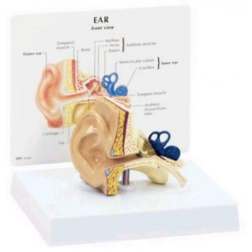 Modelo anatómico de oreja - GBM-003 - Educational + Scientific Products Ltd - de sien / de caracol / de osículos