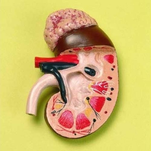 Modelo anatómico de riñón - ZKJ-782-L - Educational + Scientific Products Ltd - glándula suprarrenal / de uréter / de arteria