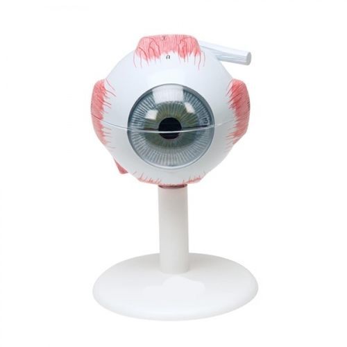 Modelo anatómico de ojo - ZKH-467-X - Educational + Scientific Products Ltd - de formación