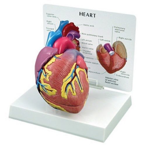 Modelo anatómico de corazón - GBM-001 - Educational + Scientific Products Ltd - cardíaco / de vena cava / de formación