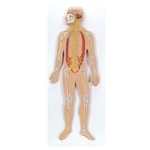 Modelo anatómico de sistema nervioso - ZKJ-699-N - Educational + Scientific Products Ltd - de formación