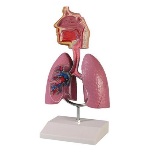Modelo anatómico de tráquea - ZKJ-654-H - Educational + Scientific Products Ltd - de aparato respiratorio / de vías respiratorias / de formación