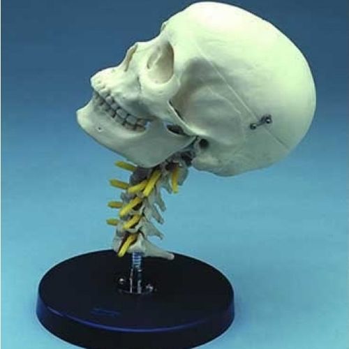Modelo anatómico de cráneo - ZJY-405-C - Educational + Scientific Products Ltd - de columna vertebral / cervical / de formación