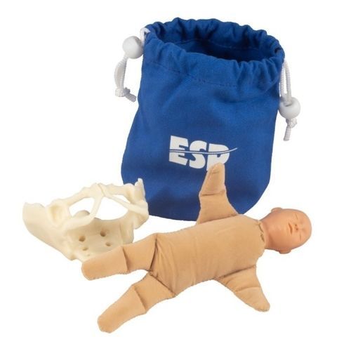 Modelo anatómico de pelvis - ZKK-258-B - Educational + Scientific Products Ltd - cuerpo / de formación / fetal