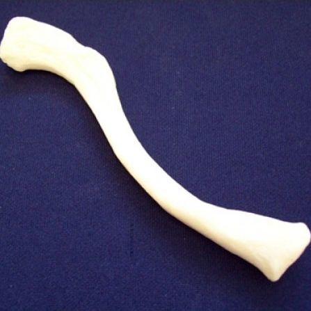 Modelo anatómico de clavículas - ZJY-240-040H - Educational + Scientific Products Ltd - de hueso / de plástico