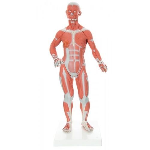 Modelo anatómico muscular - ZKJ-230-M - Educational + Scientific Products Ltd - tronco / glándula mamaria / masculino