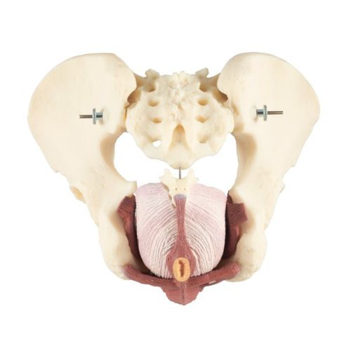 Modelo anatómico de pelvis - Dorey - Educational + Scientific Products Ltd - de suelo pélvico / de músculo / anal