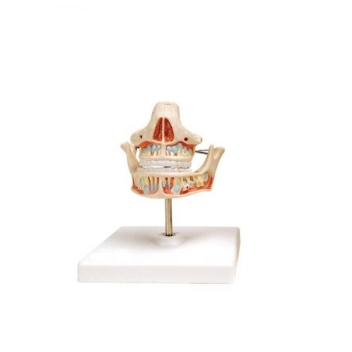Modelo anatómico para odontología - ZKH-690-A - Educational + Scientific Products Ltd - de vasos sanguíneos / de mandíbula / para odontología
