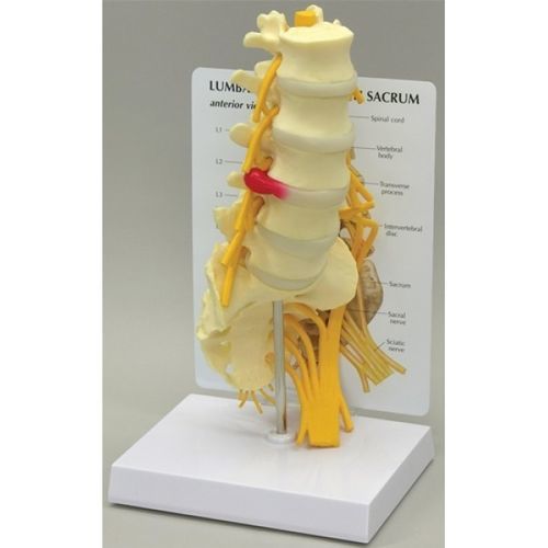 Modelo anatómico lumbar - GBM-036 - Educational + Scientific Products Ltd - de nervio / de hueso costal / de sacro