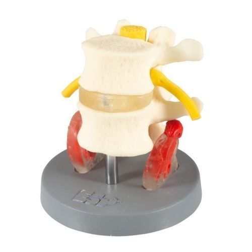Modelo anatómico dorsal - ZJZ-220-D  - Educational + Scientific Products Ltd - de vértebras lumbares / con nervios