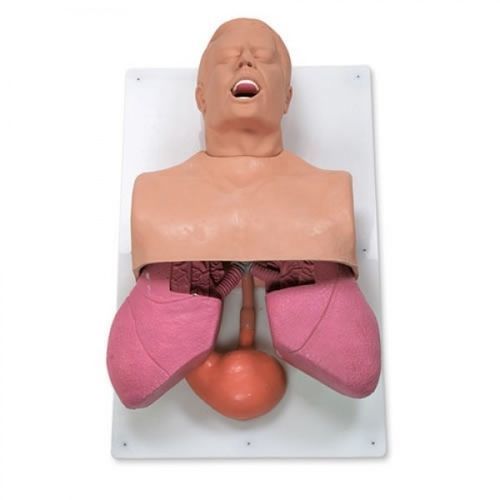 Simulador para la gestión de las vías respiratorias - ZKJ-323-K - Educational + Scientific Products Ltd - de respiración / de anatomía / adulto