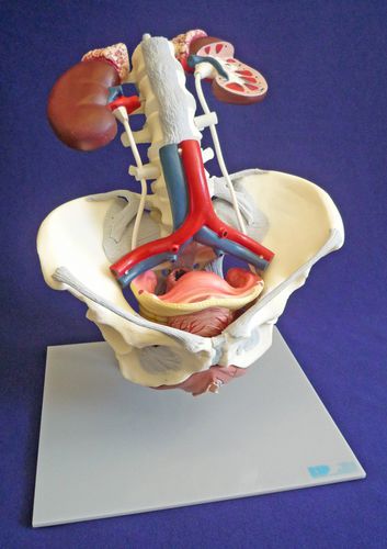 Modelo anatómico de pelvis - ZKK-168-C - Educational + Scientific Products Ltd - de suelo pélvico / aorta abdominal / lumbar