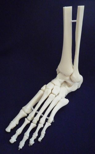 Modelo anatómico de esqueleto - ZJY-900-X - Educational + Scientific Products Ltd - de pie / de articulación / de tibia