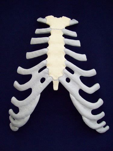 Modelo anatómico de esternón - ZJY-240-030K - Educational + Scientific Products Ltd - de formación