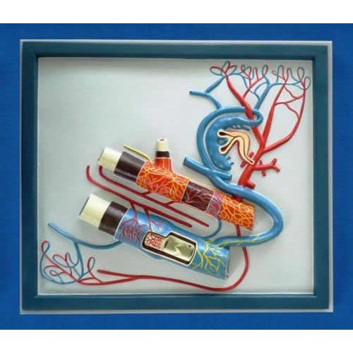 Modelo vascular de vena - ZKJ-678-L - Educational + Scientific Products Ltd - de sistema circulatorio / de arteria / de formación