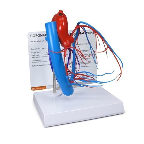 Modelo anatómico de corazón - 2575 - GPI Anatomicals - cardíaco / de arterias coronarias / para cuidados cardiopulmonares