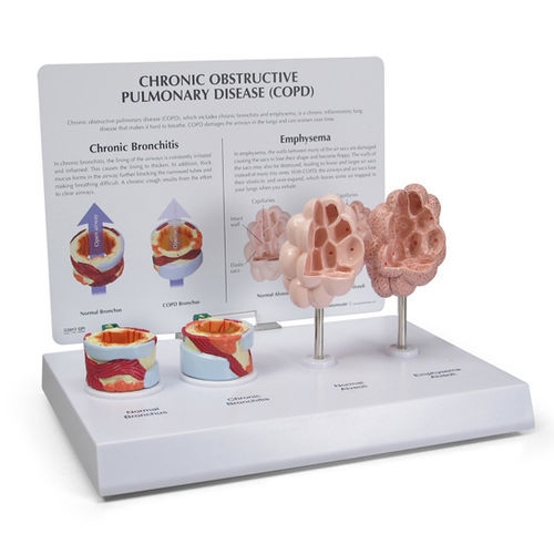 Modelo anatómico de bronquios - 3130 - GPI Anatomicals - de formación / BPCO