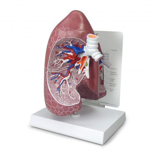 Modelo anatómico de pulmón - 3100 - GPI Anatomicals - de tráquea / de bronquios / de formación