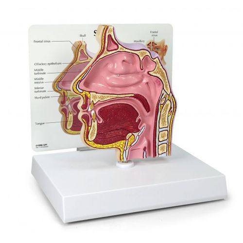 Modelo anatómico de seno - 2850 - GPI Anatomicals - de seno / de nariz / nasal