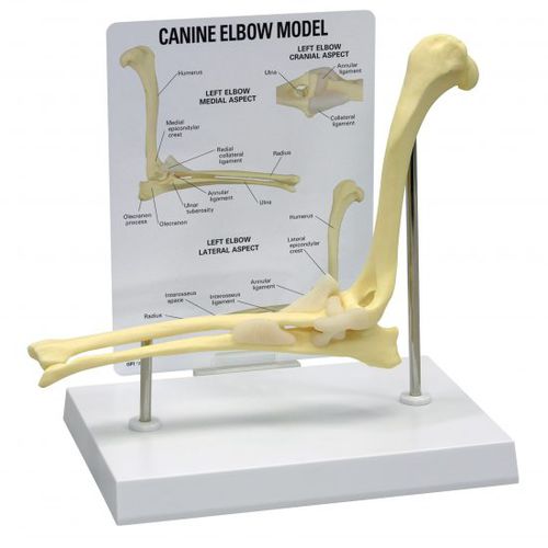Modelo anatómico de codo - 9070 - GPI Anatomicals - veterinario / de formación / canino