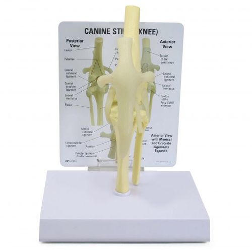 Modelo anatómico de rodilla - 9050 - GPI Anatomicals - de fémur / de tibia / de peroné