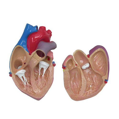 Modelo anatómico de corazón - 2500 - GPI Anatomicals - de vena cava / para cuidados cardiopulmonares / de formación