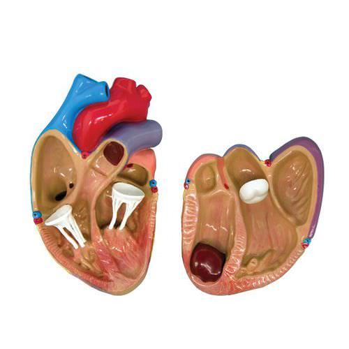Modelo anatómico de corazón - 2550 - GPI Anatomicals - para cuidados cardiopulmonares / de formación / de kit