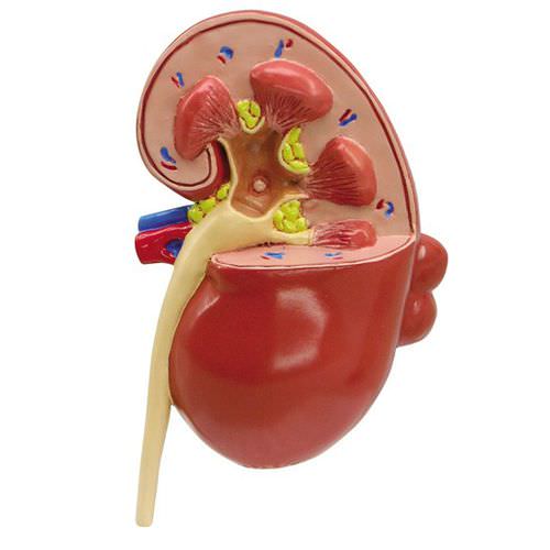 Modelo anatómico de riñón - 3260 - GPI Anatomicals - de formación