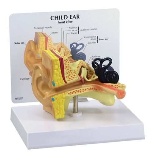 Modelo anatómico de conducto auditivo - 2300 - GPI Anatomicals - de caracol / de osículos / de formación