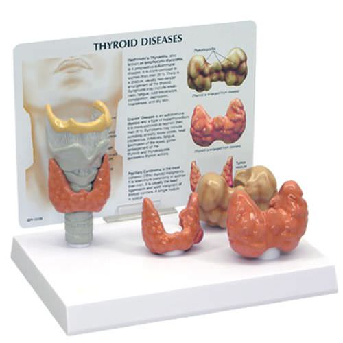 Modelo anatómico de laringe - 3150 - GPI Anatomicals - de tráquea / de tiroides / de formación