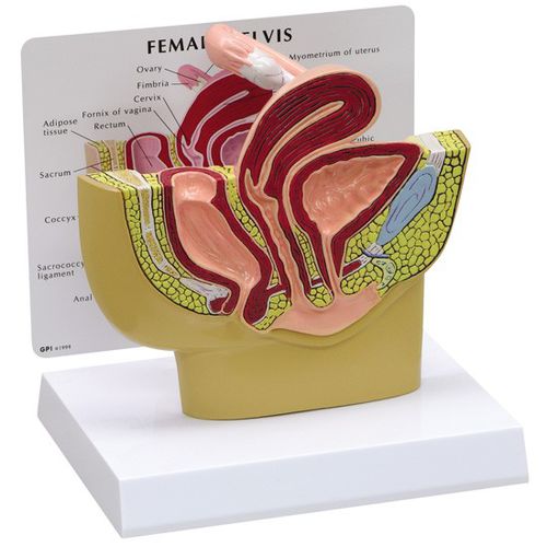 Modelo anatómico de pelvis - 3500 - GPI Anatomicals - de ovario / de trompas de Falopio / de formación