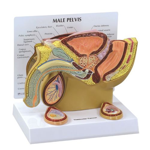 Modelo anatómico de pelvis - 3570 - GPI Anatomicals - de testículo / de formación / masculino
