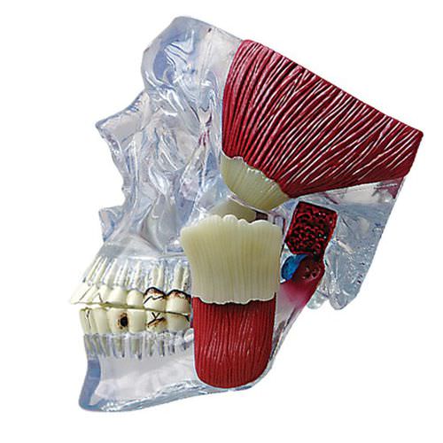 Modelo anatómico temporomandibular - 2880 - GPI Anatomicals - para odontología / de formación / transparente