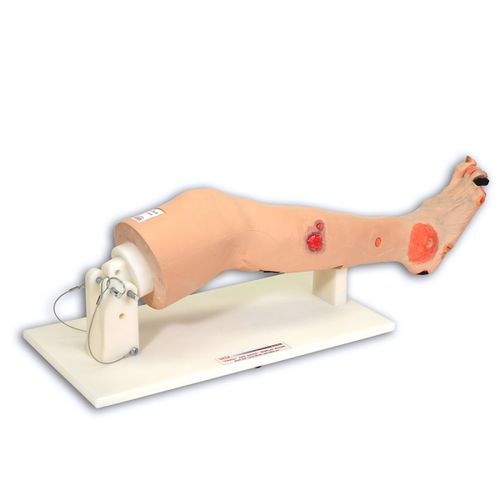 Modelo anatómico de pierna - Annie™  - VATA, Inc. - de formación / de formación / para el tratamiento de escaras