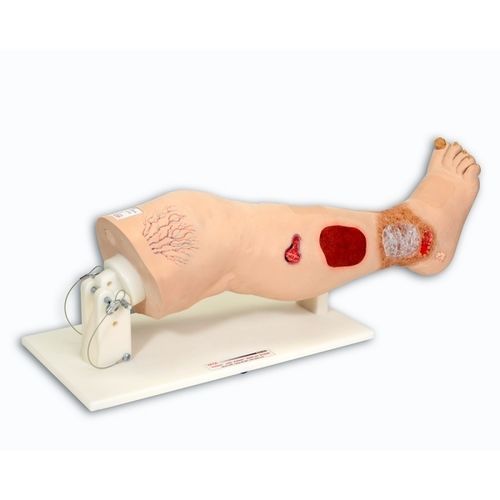 Modelo anatómico de pierna - Vinnie™ - VATA, Inc. - de formación / de formación / para el tratamiento de escaras