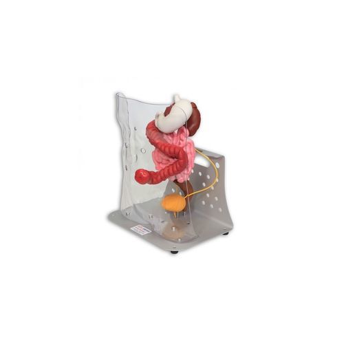 Modelo anatómico de aparato digestivo - Otto Ostomy™ - VATA, Inc. - de vejiga / para cuidados de estomas / de formación