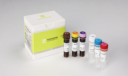 Kit de prueba de cáncer de cuello uterino - PANA RealTyper™ - Panagene Inc. - para genotipado / HPV / clínico