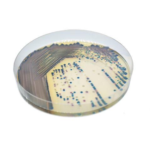 Medio reactivo - CO262 - CHROMagar - para aislamiento bacteriano / para muestras de orina / de laboratorio veterinario