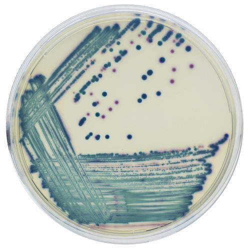 Medio reactivo - CGRT2 - CHROMagar - para microbiología / de diagnóstico / para muestras de orina