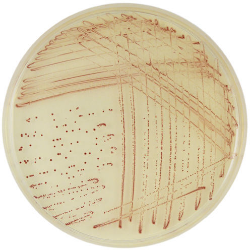 Medio reactivo - CP572 - CHROMagar - para microbiología / para muestras de heces / para productos agroalimentarios