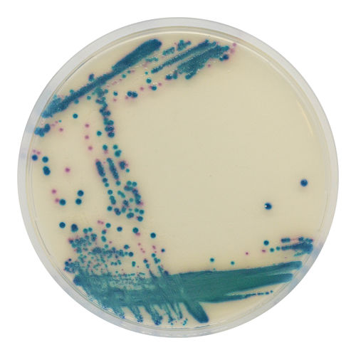 Medio reactivo - ES series - CHROMagar - para microbiología / clínico / para muestras de orina
