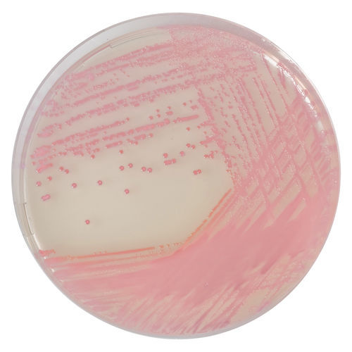 Medio reactivo - MR502 - CHROMagar - para aislamiento bacteriano / para muestras de heces / de genes