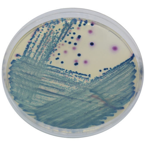Medio reactivo - SC172 - CHROMagar - para microbiología / para muestras de orina / para muestras de heces