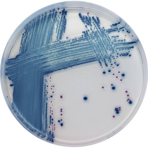 Medio reactivo - ST1 series - CHROMagar - para microbiología / para productos agroalimentarios / Escherichia coli
