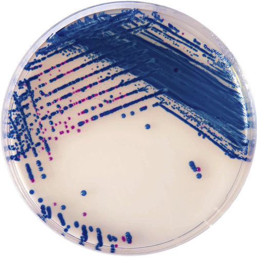 Medio reactivo - SB282 - CHROMagar - para aislamiento bacteriano / para muestras de orina / para muestras de heces