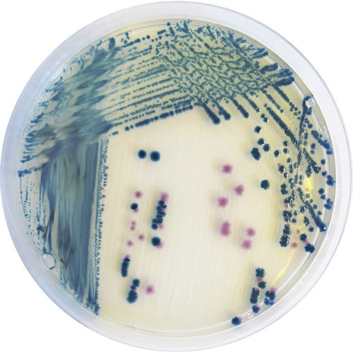Medio reactivo - YE492 - CHROMagar - para microbiología / de Salmonella / de enterobacteriáceas
