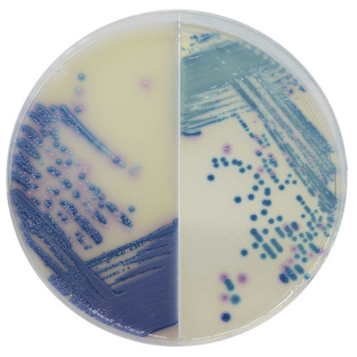 Medio reactivo - MS252 - CHROMagar - para aislamiento bacteriano / clínico / de enterobacteriáceas