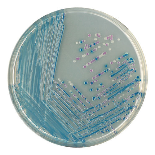 Medio reactivo - E22 series - CHROMagar - para aislamiento bacteriano / clínico / para muestras de heces
