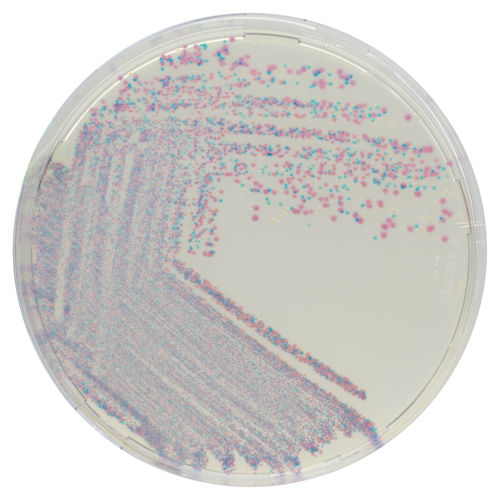 Medio reactivo - CQ382 - CHROMagar - para microbiología / de laboratorio veterinario / de estafilococo áureo